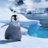 Avatar de Pingu_Pinguin