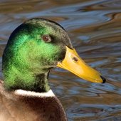 Head Shot of Miss Duck