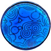 NileBlue