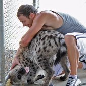 Hyena Wrestling