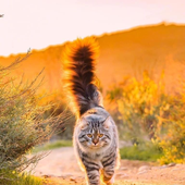 lynxnmnw 的头像