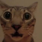 meowmeowFEIN 的头像