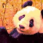 Avatar di fanta_panda