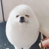 BeatDoggo 的头像