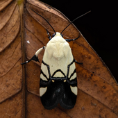Avatar for ecosdelbosque