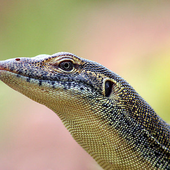 watermonitor için avatar