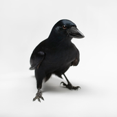 Avatar di Crow-Bot