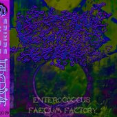 Enterococcus Faecium Factory