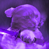 Avatar for succome