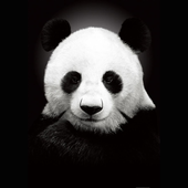 Avatar for Xander-M