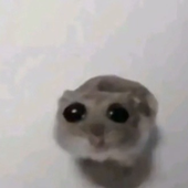 wabadabadobop 的头像