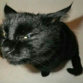 Avatar for partietrauma