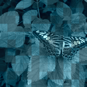 Buttefly