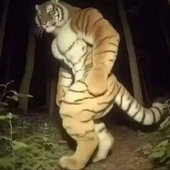 escondidoinho 的头像