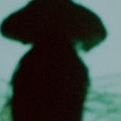 The Insect Explosion header