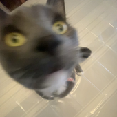 Avatar for Justapersonyay