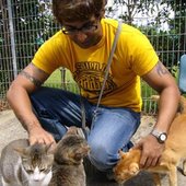 rh_cats.jpg