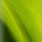 Avatar for treehug101