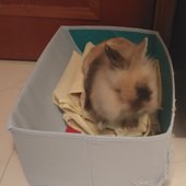 momo box