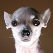 LastFM profile picture for @chumps