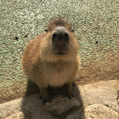 datguyc 的头像