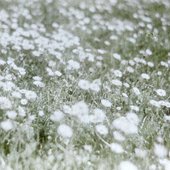 The Daisies