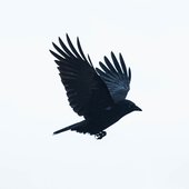 Crowcatcher