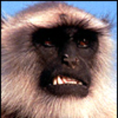 Avatar for evilbuttmunkeh