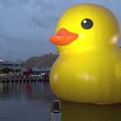 Yellow_ducks 的头像