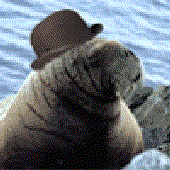 Avatar för imdwalrus05