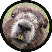 Avatar für Beaver-Reviewer