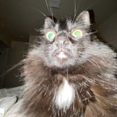 mearioo 的头像