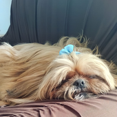 Sophiiiiiiii 的头像