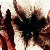 IMG_8353.jpeg