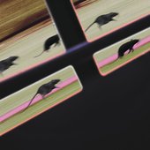 Rat Race