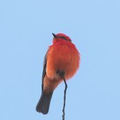 peaceful birds