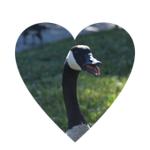CanadaGoose0118 的头像