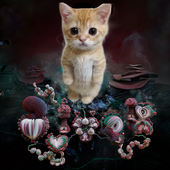 Avatar for PWalterbos
