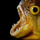 FisherKong 的头像
