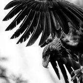 wedge-tailed eagle.jpg