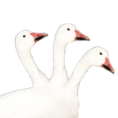 Avatar for gothgoose
