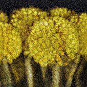 Woollyheads