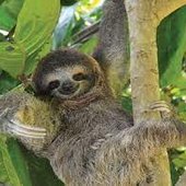 Sloth.jfif