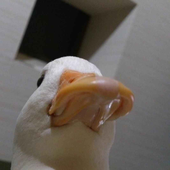 CinnabarCobra 的头像