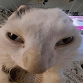 marcuxvi 的头像