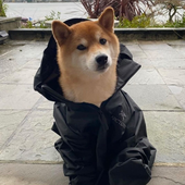 K9_Karnival 的头像