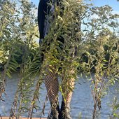 IMG_6151.jpeg