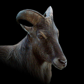 Avatar di GOATSATAN