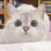 Lunieieie 的头像