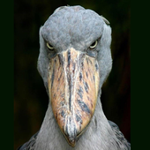 Avatar for SvatyFini